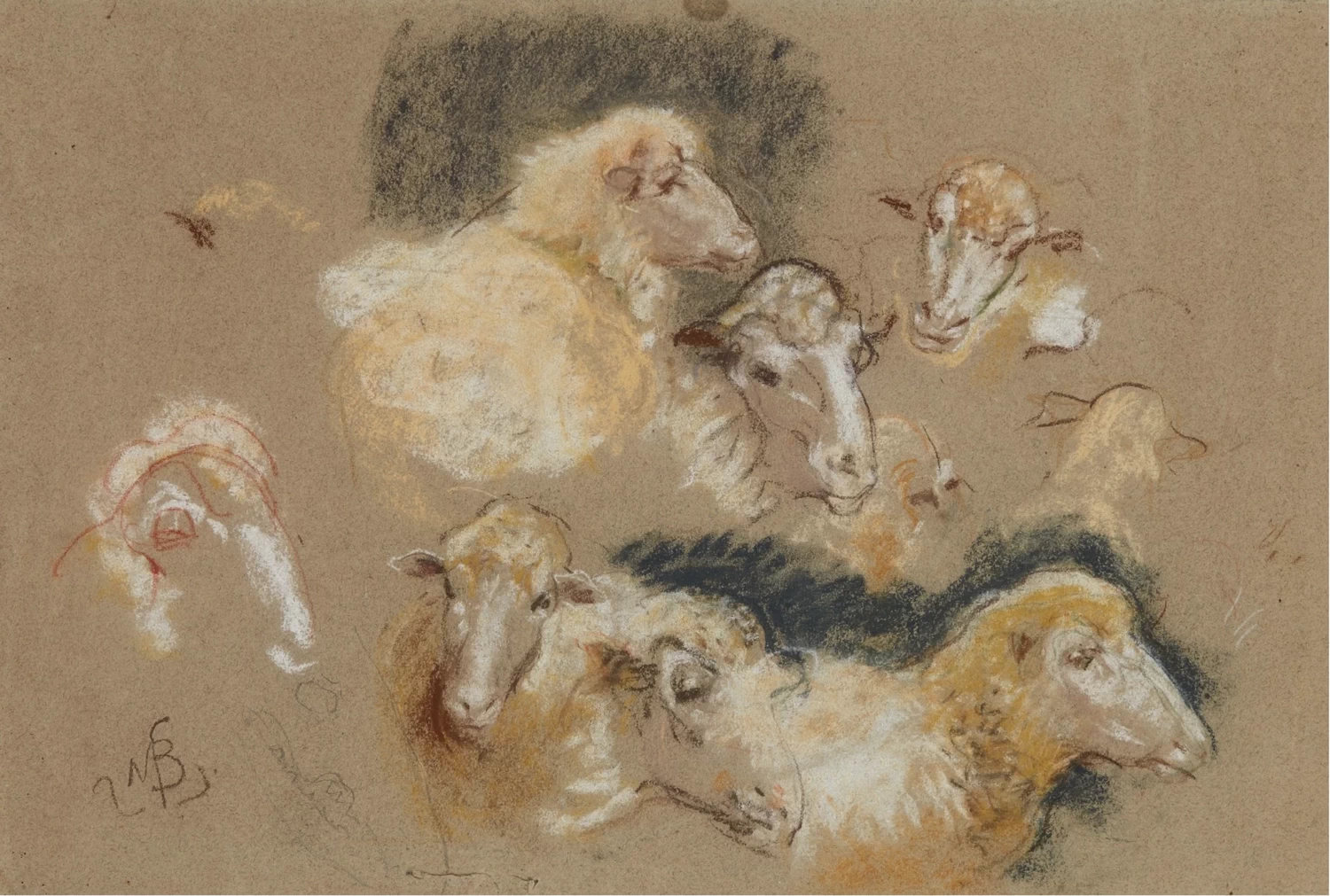 Studio di pecore